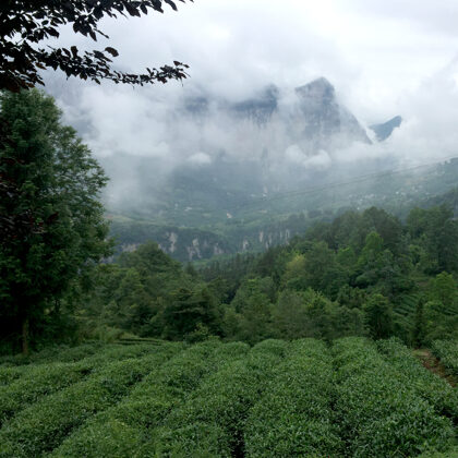 Melnā tēja Lichuanhong