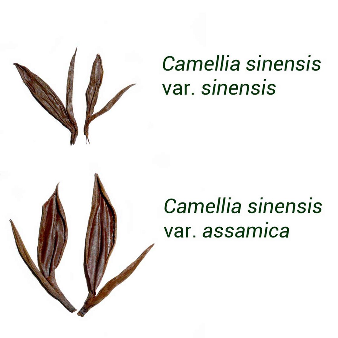 Camellia sinensis var. sinensis and assamica tea leaves for comparison