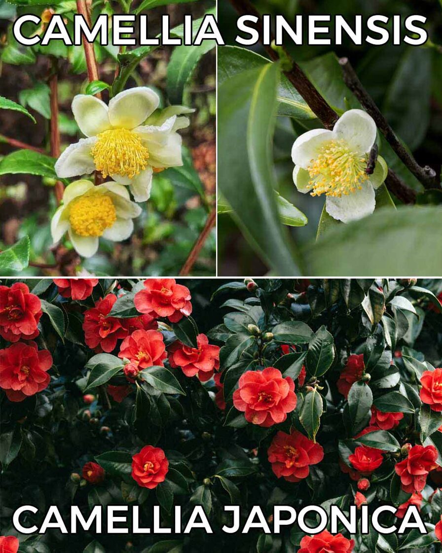 Kamēlijas, Camellia sinensis un Camellia japonica salīdzinajums